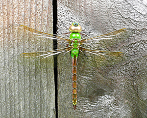 Green Darner female