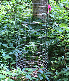 new shrub in wire cage