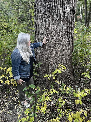 Old white oak in FIPAG work area