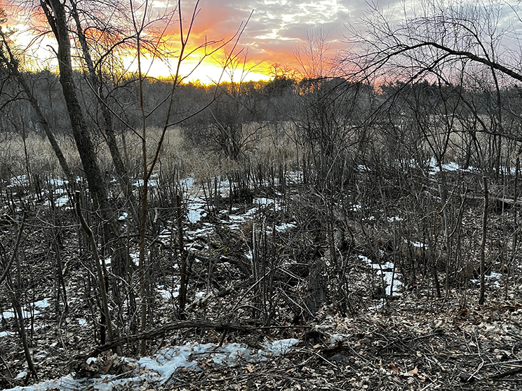 north meadow march 2026