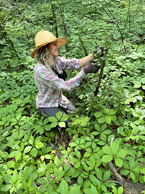 Volunteer stripping buckthorn growth