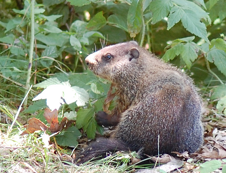 woodchuck in garden