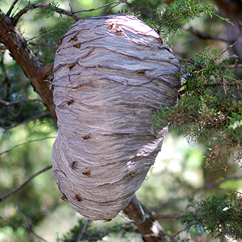yellowjacket nest