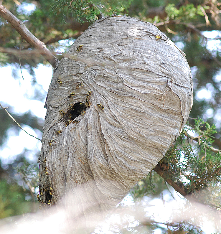 yellowjacket nest