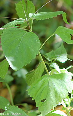 American Lopseed leaf
