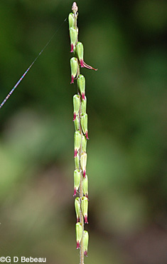 American Lopseed seeds