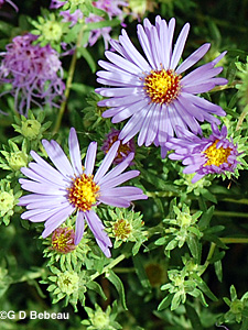 aromatic aster