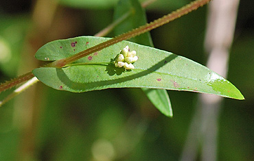 Arrowleaf Tearthumb