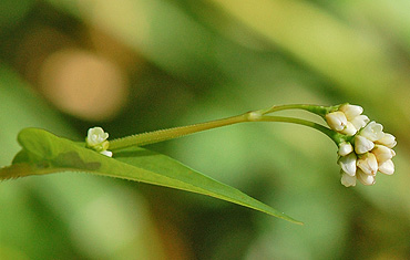 Arrowleaf Tearthumb