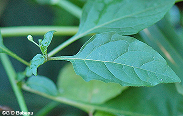 Black Nightshade leaf