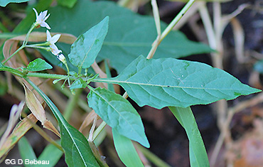Black Nightshade leaf