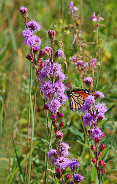 Northern Blazing Star