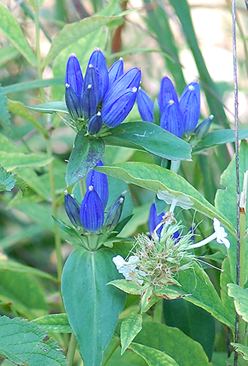 blue closed gentian