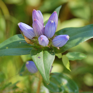Closed Gentian