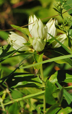 Pale Gentian