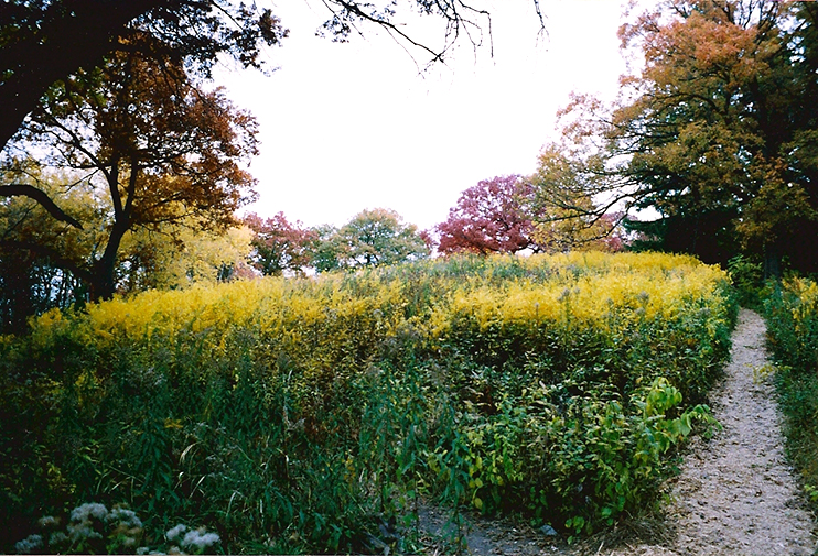 fall hillside in Eloise butler