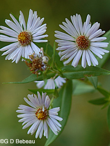 Panicled Aster