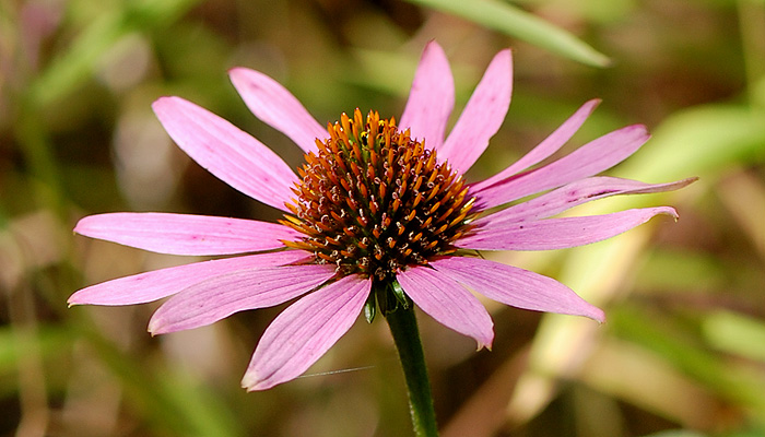 Purple Coneflower Closeup