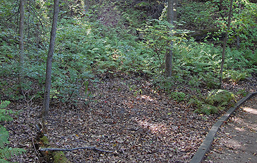 Purple Trillium Area