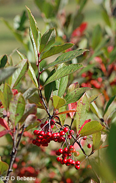 Red Chokeberry