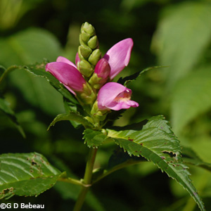 Red Turtlehead