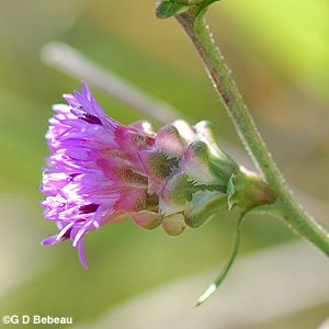 Rough Blazing Star flower head