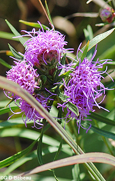Rough Blazing Star