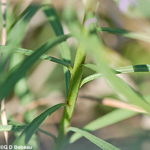 Rough Blazing Star leaf