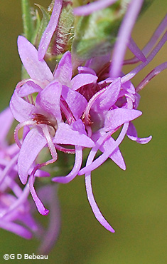 flower detail