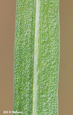 leaf underside