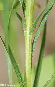 Stem