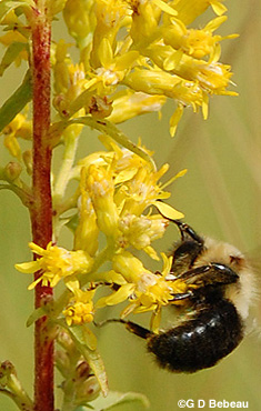 Showy Goldenrod calyx