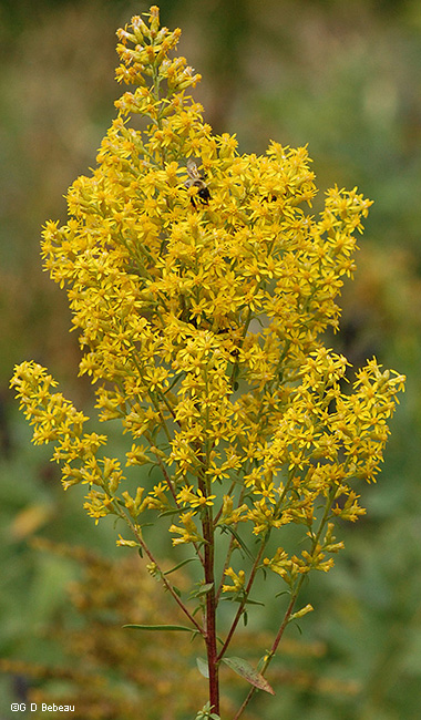 Showy Goldenrod