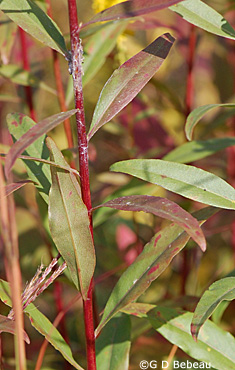 Showy Goldenrod Leaf and stem