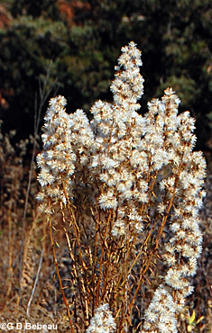 Showy Goldenrod seed heads