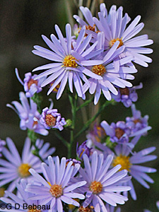 Smooth Aster