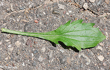 basal leaf
