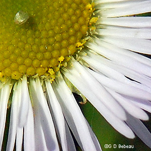 Flower close-up