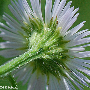 Phyllaries