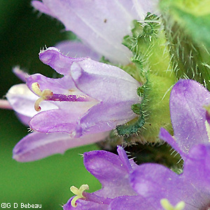 Flower detail
