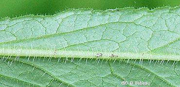 Leaf underside