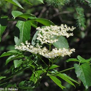 Canada Elderberry