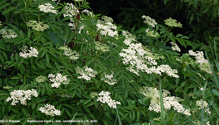 Canada Elderberry plant in flower