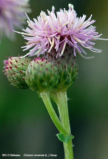 Canada Thistle flower head