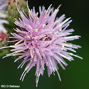 Canada Thistle flower head