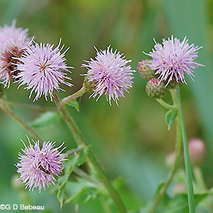 Canada Thistle flower heads
