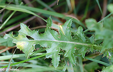 Canada Thistle stem leaf