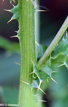 Canada Thistle stem detail