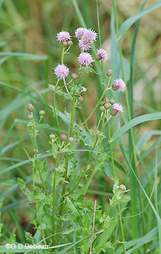 Canada Thistle flower stem