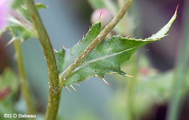 Canada Thistle upper leaf